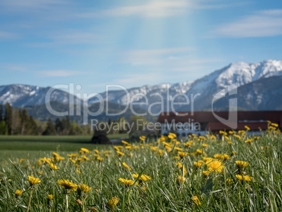 Blumenwiese mit Alpen und blauem Himmel