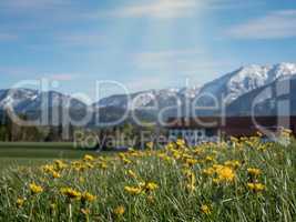 Blumenwiese mit Alpen und blauem Himmel