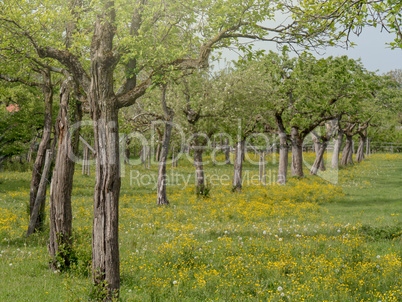 Apfelbäume auf Streuobstwiese im Frühling
