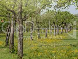 Apfelbäume auf Streuobstwiese im Frühling