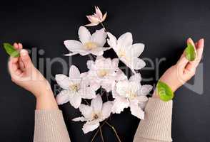 bouquet of white flowers of clematis and two female hands are ho