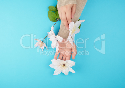 female hands holding blooming white clematis buds on a blue back