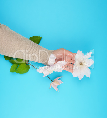 female hand holding blooming white clematis buds on a blue backg