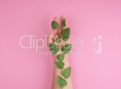 female hand and fresh green leaves of a plant on a pink backgrou
