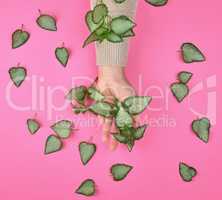 female hand and fresh green leaves of a plant on a pink backgrou