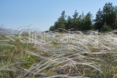 steppe feather grass, selective focus,