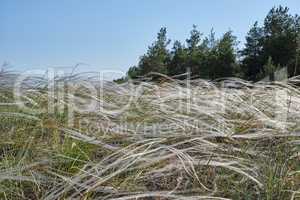 steppe feather grass, selective focus,