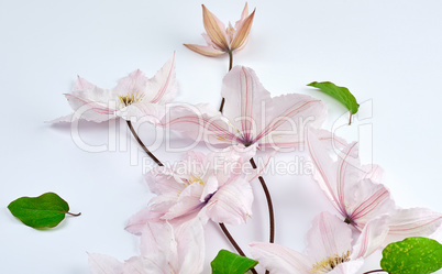 white flowers and green leaves of clematis on a white background