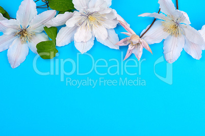 white flowers and green leaves of clematis on a blue background