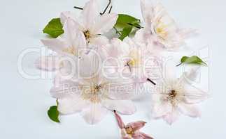 bouquet of pink clematis flowers on white background