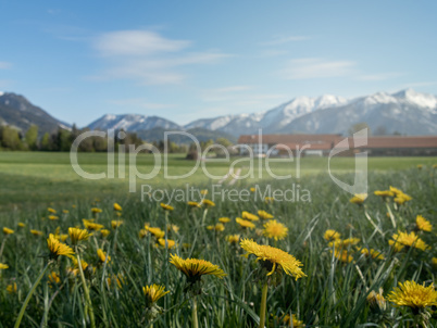 Blumenwiese mit schneebedeckten Alpen im Frühling