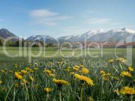 Blumenwiese mit schneebedeckten Alpen im Frühling