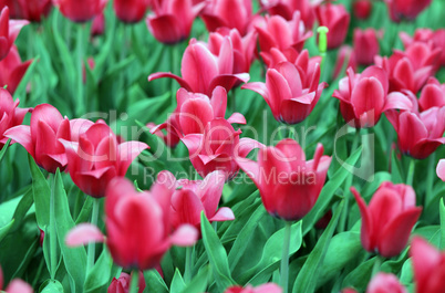 red tulip at spring