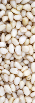 many cedar nut at day
