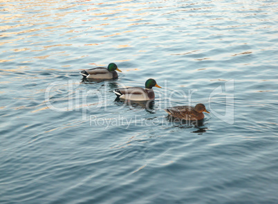 ducks on water