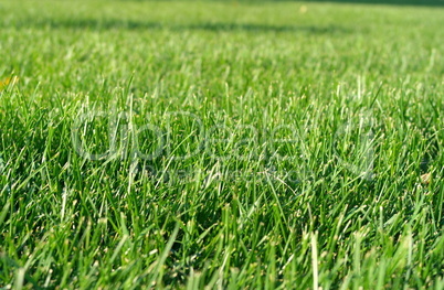 green grass green grass