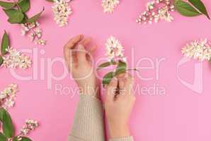 female hands and  small white flowers on a pink background