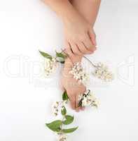 two female hands and small white flowers on a white background