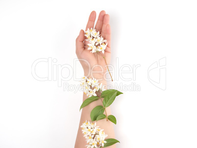 female hand and  small white flowers on a pink background