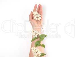 female hand and  small white flowers on a pink background