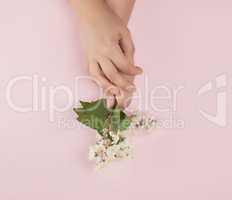 female hands and  small white flowers on a pink background, fash