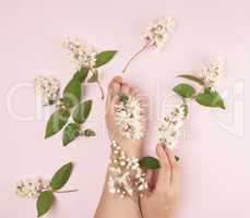 female hands and pink small white flowers on a pink background