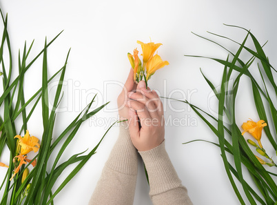 female hands and yellow  blooming lilies