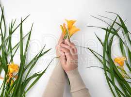 female hands and yellow  blooming lilies