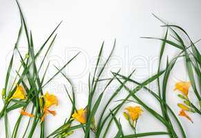 yellow flowers Daylily on a white background