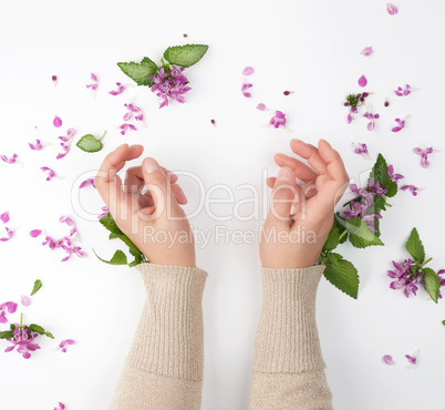 female hands and pink small flowers