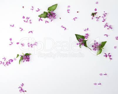 pink small flowers and green petals on a white background