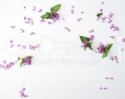 pink small flowers and green petals on a white background