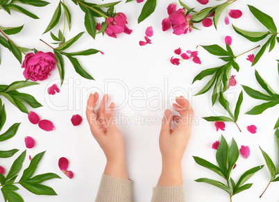 female hands and burgundy blooming peonies on a white  backgroun