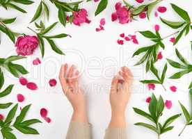 female hands and burgundy blooming peonies on a white  backgroun