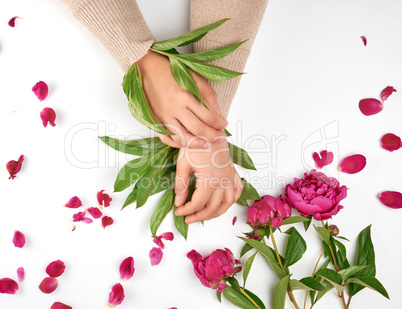 two female hands and burgundy blooming peonies