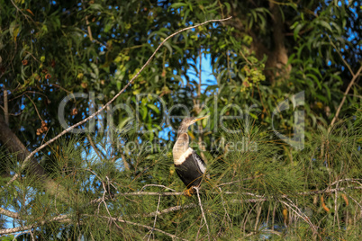 Male Anhinga bird called Anhinga anhinga and snakebird perches n