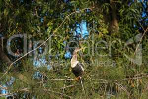 Male Anhinga bird called Anhinga anhinga and snakebird perches n