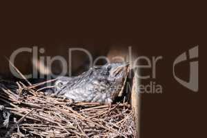 Baby nestling Eastern bluebird Sialia sialis hatchlings