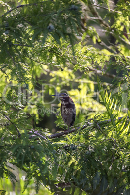 Green heron Butorides virescens perched in a tree