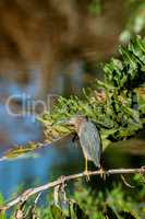 Green heron Butorides virescens perched in a tree
