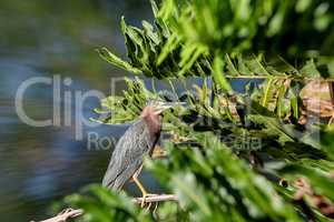 Green heron Butorides virescens perched in a tree