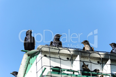 Line of Purple martin birds Progne subis perch on a birdhouse