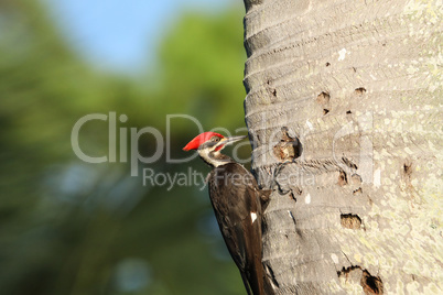 Male pileated woodpecker bird Dryocopus pileatus