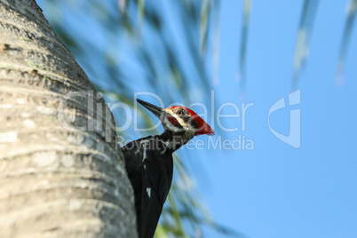 Male pileated woodpecker bird Dryocopus pileatus