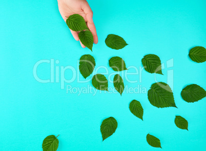 female hand and green leaves