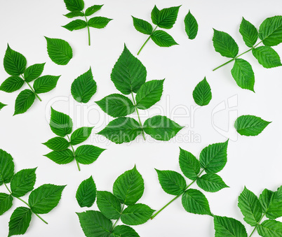 fresh green leaves of raspberry on a white background