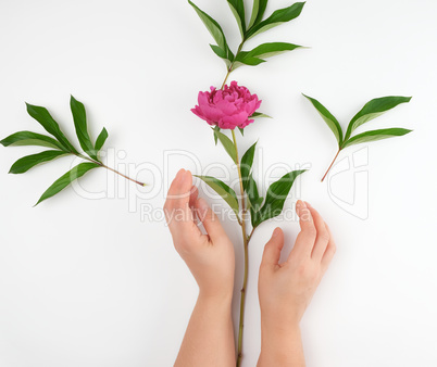 two hands of a young girl with smooth skin and a  red peony
