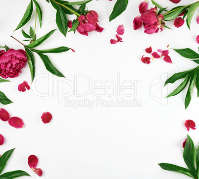 red blooming peonies