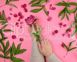 two hands of a young girl with smooth skin and a  red peony