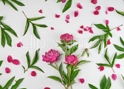 pink blooming peonies with green leaves